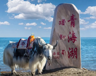 “心甘青愿”，赴一场大西北的浪漫